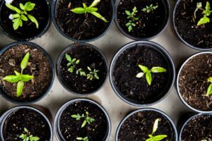 Photo Mustard seed